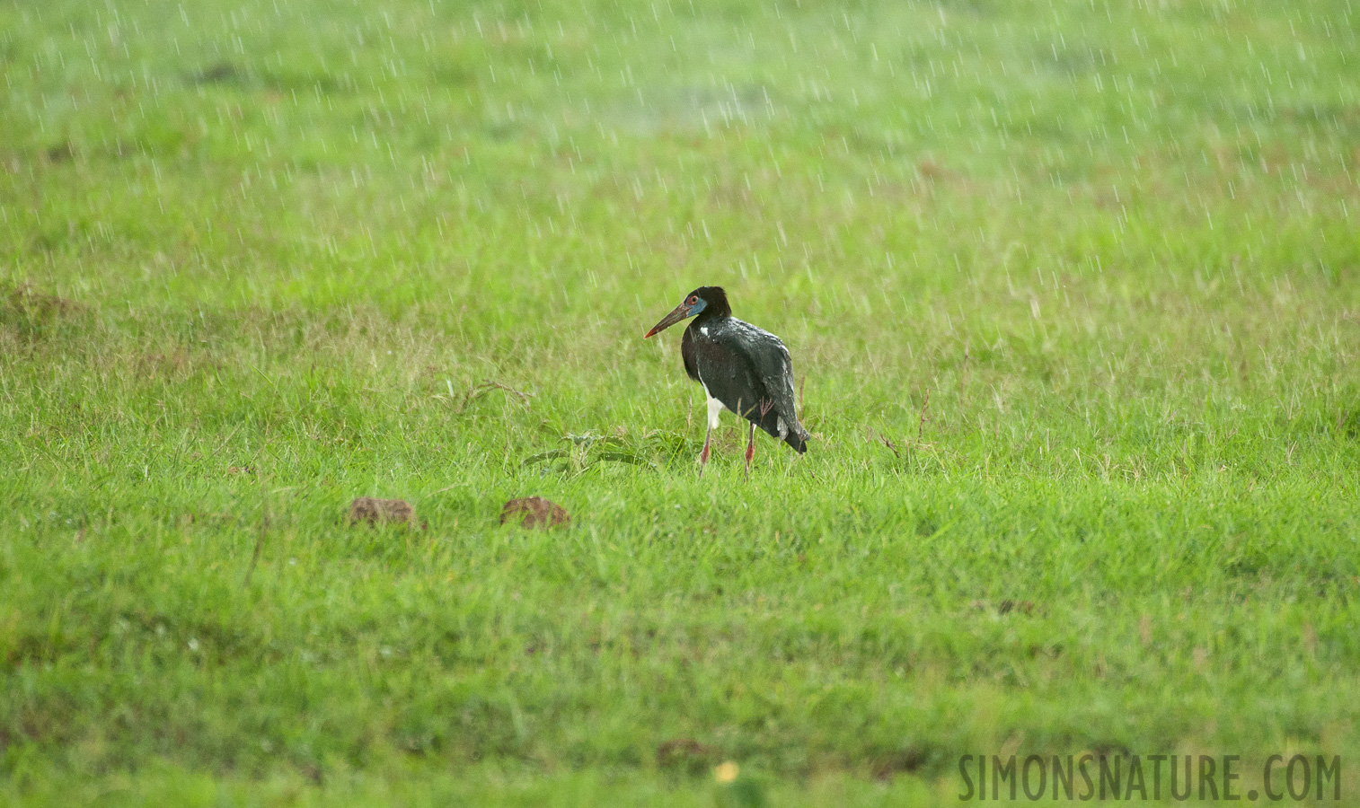 Ciconia abdimii [550 mm, 1/250 sec at f / 6.3, ISO 2000]